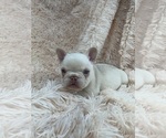 Small #2 French Bulldog