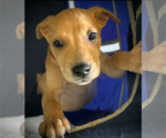 Small #7 Labrador Retriever Mix