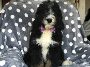 Bernedoodle Puppy for sale in QUARRYVILLE, PA, USA