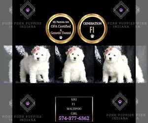 Maltipoo Puppy for sale in WARSAW, IN, USA