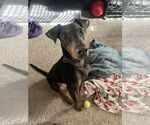 Small Doberman Pinscher
