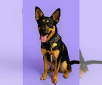 Small German Shepherd Dog
