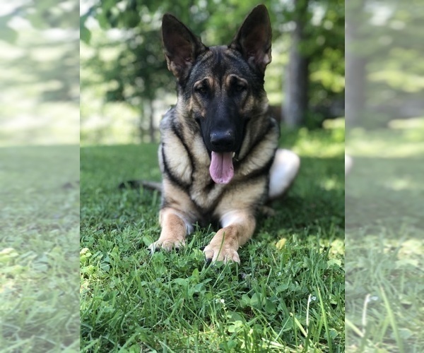 Medium Photo #18 German Shepherd Dog Puppy For Sale in PERKINSVILLE, VT, USA