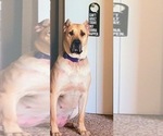 Small #1 Presa Canario