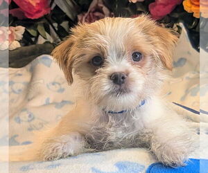 Japanese Chin-Unknown Mix Dogs for adoption in Bon Carbo, CO, USA