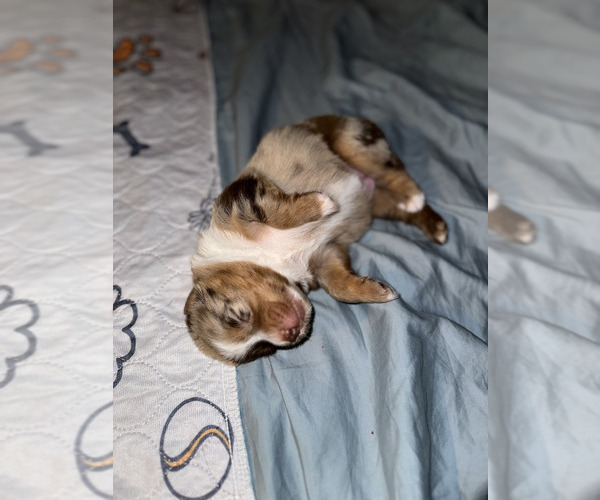Medium Photo #13 Miniature Australian Shepherd Puppy For Sale in NEW PORT RICHEY, FL, USA