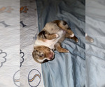 Small Photo #13 Miniature Australian Shepherd Puppy For Sale in NEW PORT RICHEY, FL, USA