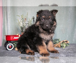 Puppy Liam German Shepherd Dog