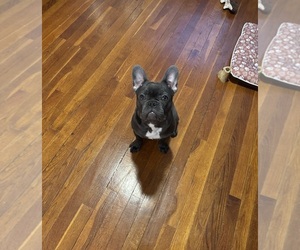 French Bulldog Puppy for sale in WHITE PLAINS, NY, USA