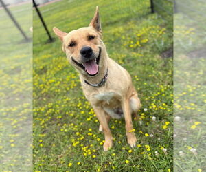 Huskies -Unknown Mix Dogs for adoption in Virginia Beach, VA, USA