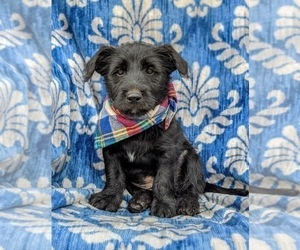 Norwegian Elkhound-Poodle (Miniature) Mix Puppy for sale in CHRISTIANA, PA, USA