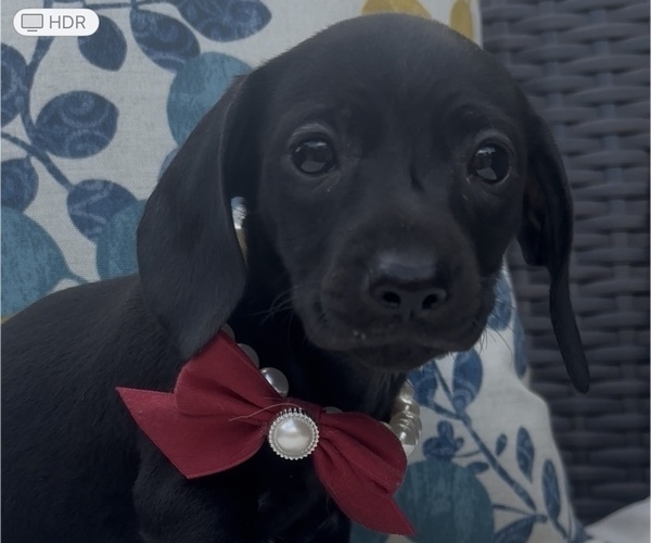 Medium Photo #6 Dachshund Puppy For Sale in OLIVE HILL, KY, USA