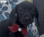 Puppy Puppy 4 Dachshund