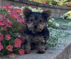 Yorkshire Terrier Puppy for sale in CANOGA, NY, USA