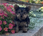 Yuzu - Female Yorkshire Terrier Puppy for Sale - Small photo