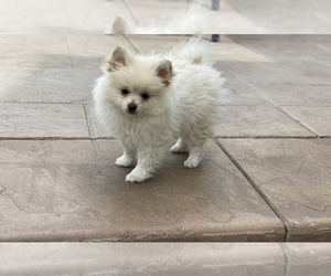 Pomeranian Puppy for sale in PARKER, CO, USA