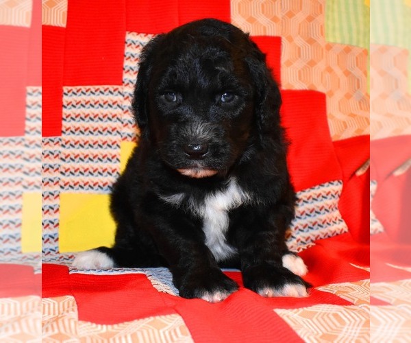 Medium Photo #12 Sheepadoodle Puppy For Sale in ASPERMONT, TX, USA