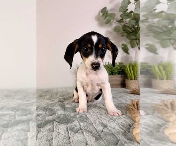 Medium Photo #5 Dachshund Puppy For Sale in GREENFIELD, IN, USA