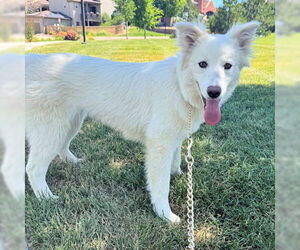 Siberian Husky-Unknown Mix Dogs for adoption in Omaha, NE, USA