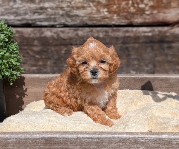 Medium Photo #53 Cavapoo (Miniature) Puppy For Sale in GOSHEN, IN, USA