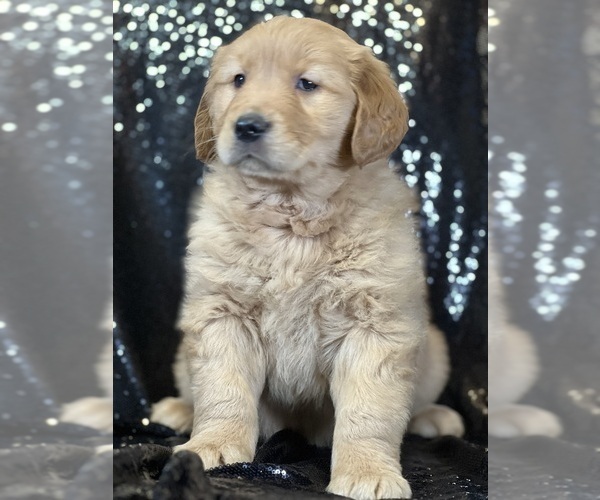 Medium Photo #2 Golden Retriever Puppy For Sale in FORT PLAIN, NY, USA