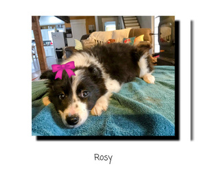Border Collie Puppy for Sale in CANASTOTA, New York USA