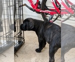 Small Photo #9 Cane Corso Puppy For Sale in MAGNOLIA, TX, USA