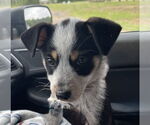 Small #4 Mutt