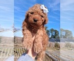 Small Photo #12 Goldendoodle (Miniature) Puppy For Sale in GASTONIA, NC, USA