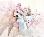 Small #3 Maltese