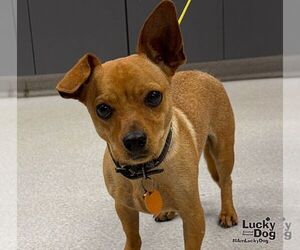 Chihuahua-Unknown Mix Dogs for adoption in Washington, DC, USA