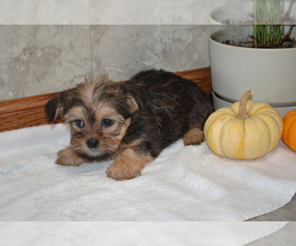 Medium Photo #4 Yorkshire Terrier-Zuchon Mix Puppy For Sale in GREENWOOD, WI, USA