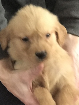 Medium Photo #9 Golden Retriever Puppy For Sale in ALTONA, IN, USA