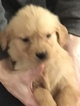 Small Photo #9 Golden Retriever Puppy For Sale in ALTONA, IN, USA