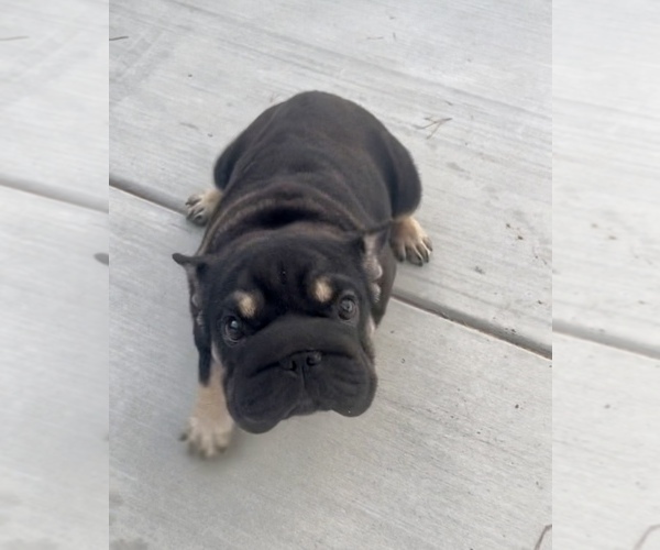 Medium Photo #1 French Bulldog Puppy For Sale in CALABASAS, CA, USA