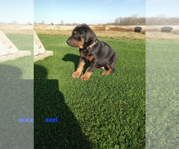 Medium Photo #6 Doberman Pinscher Puppy For Sale in AUBURN, IN, USA