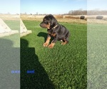 Puppy Axel Doberman Pinscher