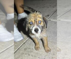 Huskies -Unknown Mix Dogs for adoption in San Antonio, TX, USA