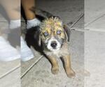 Small Huskies  Mix