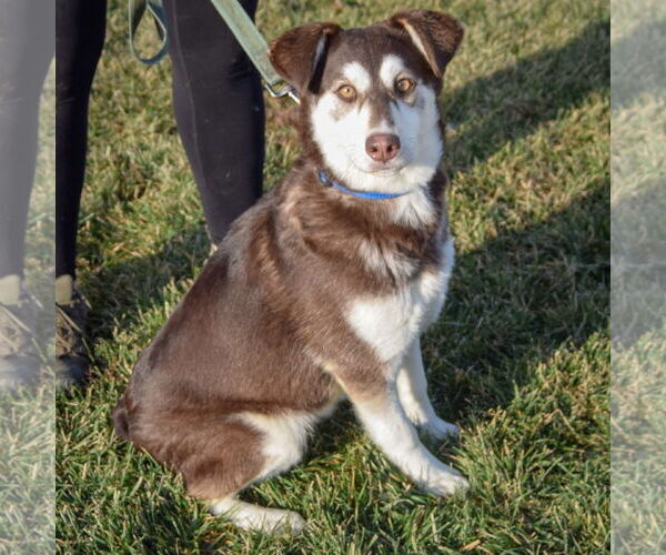 Medium Photo #4 Siberian Husky Puppy For Sale in Huntley, IL, USA