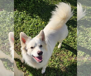 American Eskimo Dog Dogs for adoption in Pikesville, MD, USA
