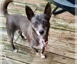 Small Chihuahua Mix