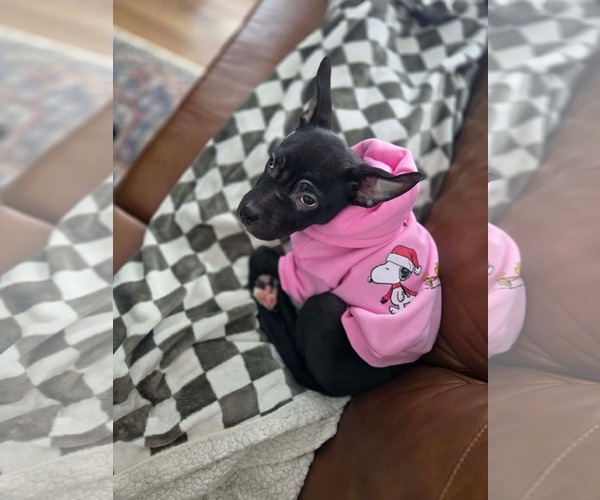 Medium Photo #12 American Bulldog-Unknown Mix Puppy For Sale in Oro Medonte, Ontario, Canada