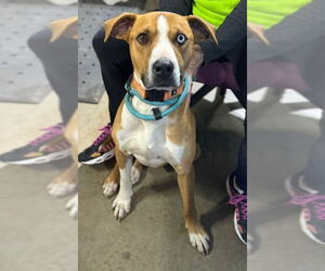 Mutt Dogs for adoption in Coralville, IA, USA