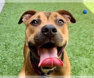 Mastiff-Unknown Mix Dogs for adoption in Moreno Valley, CA, USA