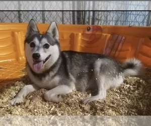 Alaskan Klee Kai Dog for Adoption in WINCHESTER, Ohio USA