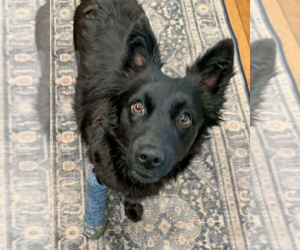 Medium Photo #5 Siberian Husky Puppy For Sale in Corona, CA, USA