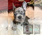 Small Photo #28 French Bulldog Puppy For Sale in BUCKS BAR, CA, USA