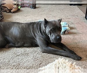 Mother of the Cane Corso puppies born on 02/08/2024