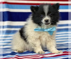 Pomeranian Puppy for sale in LANCASTER, PA, USA